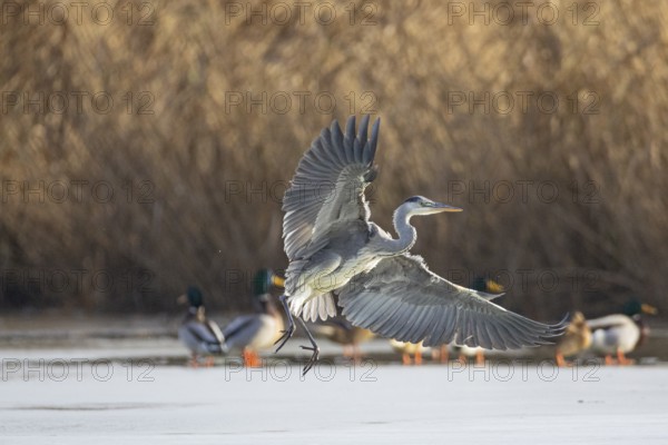 Grey heron (Ardea cinerea) Germany