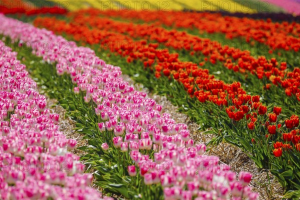 Tulips blooming in a tulip field, Grevenbroich, North Rhine-Westphalia, Germany, Europe