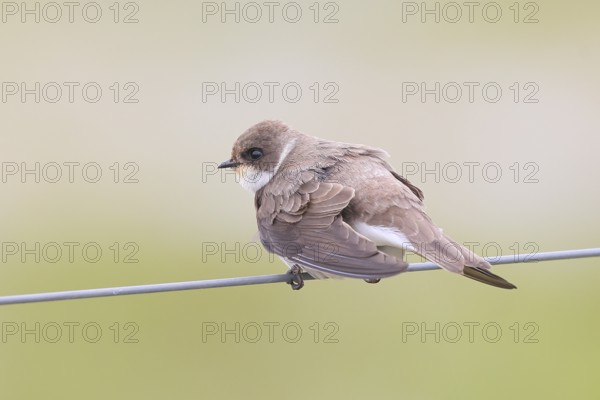 Sand martin (Riparia riparia), sitting on a wire, wildlife, animals, birds, swallows, migratory bird, smallest European swallow species, Ochsenmoor, Dümmer See nature park Park, Hüde Lower Saxony, Germany, Europe