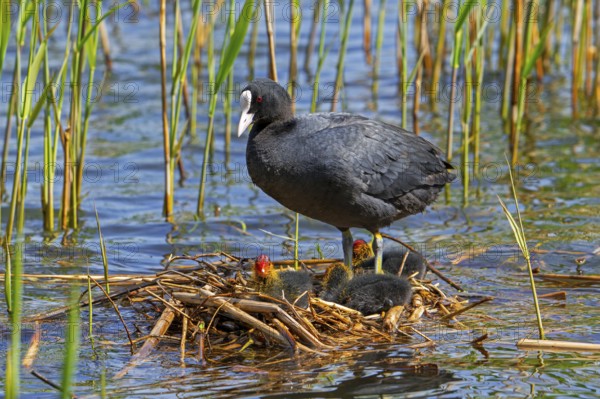 Eurasian coot, common coot (Fulica atra) parent with three chicks resting on nest in pond among reed in marsh, marshland in spring