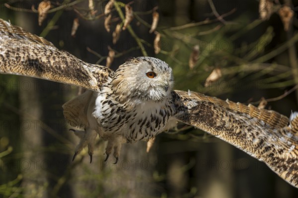 Owl in flight with outstretched wings against an autumnal forest background, Siberian Eagle Owl (Bubo bubosibiricus), Germany, Europe