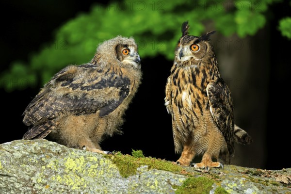 Eurasian Eagle-owl (Bubo bubo), adult, juvenile, on the ground, alert, in summer, Wisdom, Šumava, Czech Republic, Europe