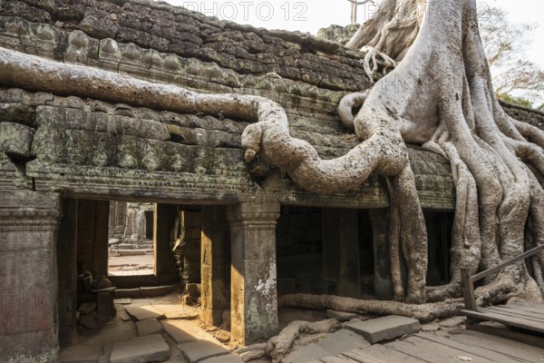 Ta Prohm, Angkor Wat, Angkor, UNESCO World Heritage Site, Siem Reap, Cambodia, Indochina, Southeast Asia, Asia