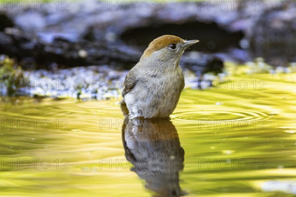 Blackcap (Sylvia atricapilla) wbl while bathing Germany