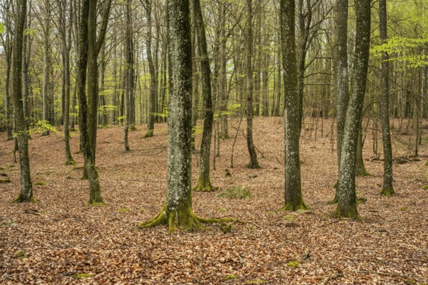 Beech forest in springtime in Ystad Municipality, Skåne county, Sweden, Scandinavia, Europe