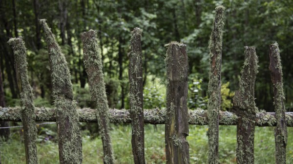 Old wooden fence overgrown with moss, near Kvam, Gudbrandsdalen, Norway, Europe
