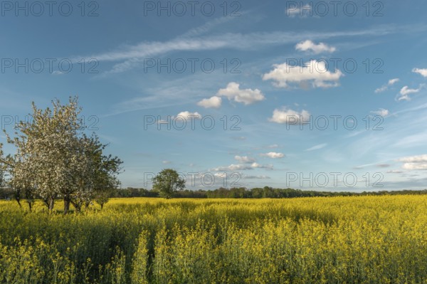 A field with yellow flowers and a tree in the centre. The sky is blue with some clouds. Bas Rhin, Alsace, France, Europe
