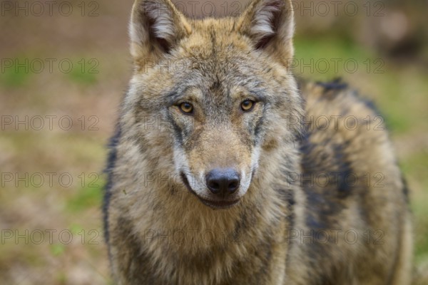 Wolf (Canis lupus), close-up portrait of a wolf with a penetrating gaze in the forest, Germany, Europe