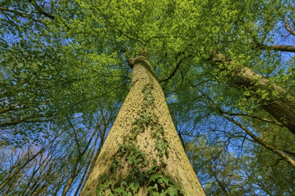Oak (Quercus), entwined with ivy, reaching high into the blue sky, spring, Bullau nature reserve, Erlensee, Hanau, Hesse, Germany, Europe