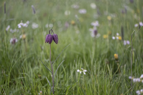 Snake's Head Fritillary (Fritillaria meleagris), Lower Saxony, Germany, Europe