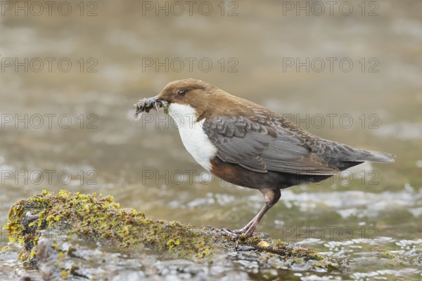 White-throated Dipper (Cinclus cinclus) on a mossy stone on the bank of a river, with caddis fly larvae in its beak, wildlife, nature photography, songbird, Siegerland, North Rhine-Westphalia, Germany, Europe