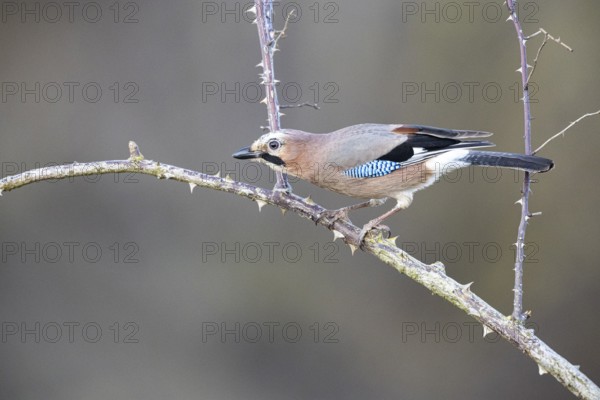 Eurasian jay /Garrulus glandarius) Germany