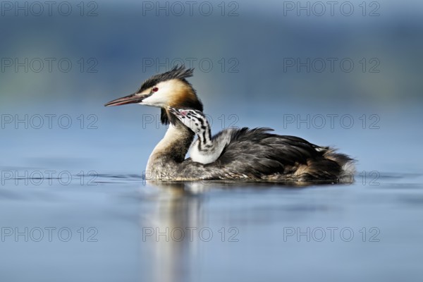Great Crested Grebe (Podiceps Scalloped ribbonfish), with chicks in plumage swimming in the water, Lake Zug, Canton Zug, Switzerland, Europe