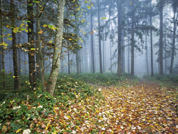 Autumn leaves on forest path through the foggy forest, Beinwil, Freiamt, Canton Aargau, Switzerland, Europe