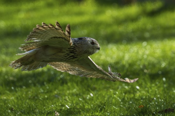 A bird of prey glides dynamically with outstretched wings over a green meadow, Siberian Eagle Owl (Bubo bubosibiricus), Germany, Europe