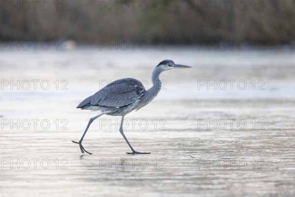 Grey heron (Ardea cinerea) Germany