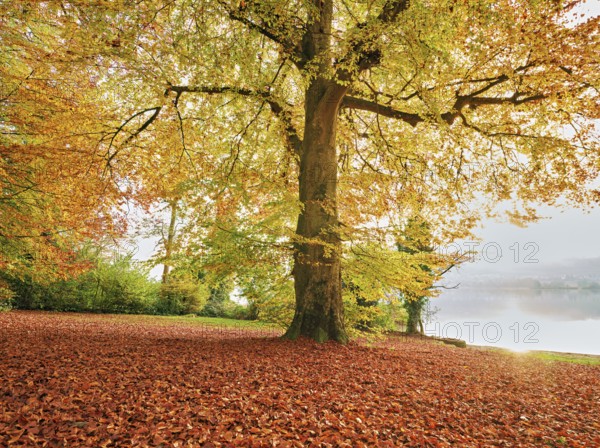Autumn-coloured copper beech (Fagus sylvatica), in the light of the setting sun, Hallwilersee, Seengen, Canton Aargau, Switzerland, Europe