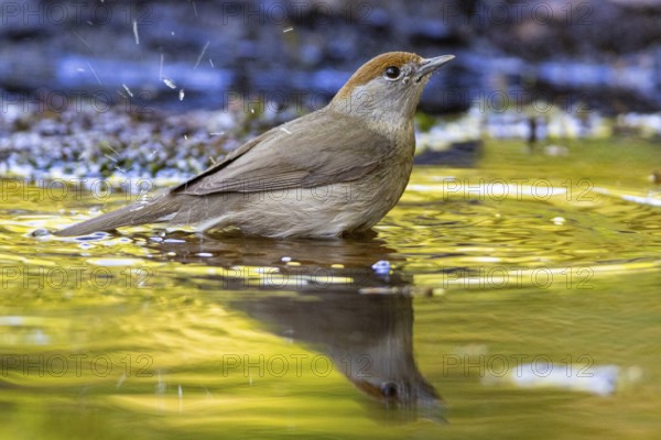 Blackcap (Sylvia atricapilla) wbl while bathing Germany