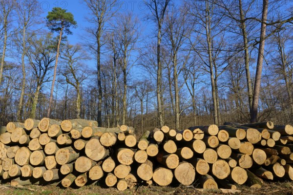 Pile of cut tree trunks in a wintry forest under a clear blue sky, Rote Lache nature reserve by Wolfgang, Wolfgang, Hanau, Hesse, Germany, Europe