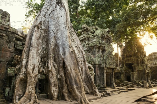 Ta Prohm, Angkor Wat, Angkor, UNESCO World Heritage Site, Siem Reap, Cambodia, Indochina, Southeast Asia, Asia