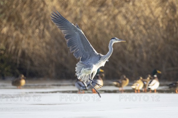 Grey heron (Ardea cinerea) Germany
