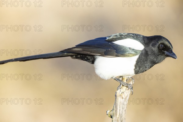 Magpie (Pica pica) Germany