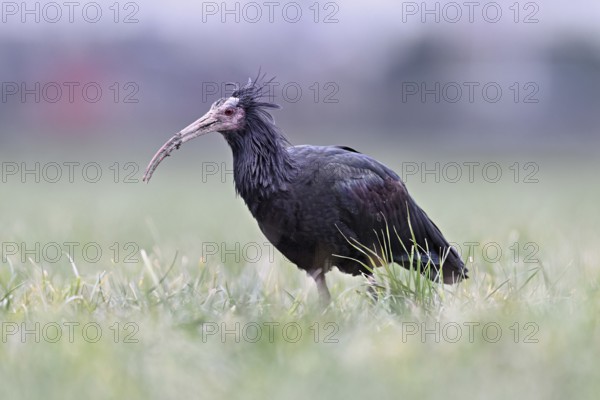 Northern bald ibis (Geronticus eremita), foraging in a meadow, Canton Zug, Switzerland, Europe