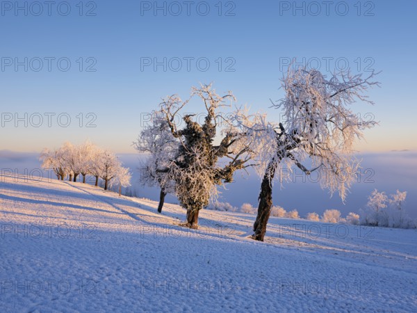 Trees in the rough in the light of the rising sun, behind the sea of fog over the Reuss valley, Beinwil, Freiamt, Horben, Canton Aargau, Switzerland, Europe