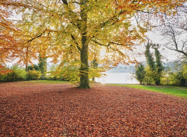 Autumn-coloured copper beech (Fagus sylvatica), in the light of the setting sun, Hallwilersee, Seengen, Canton Aargau, Switzerland, Europe