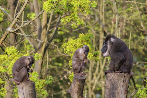 Three Drills (Mandrillus leucophaeus), a male and two females, sit high up on the three stumps of a cut tree and enjoy the early sunlight. A green forest can be seen in the background