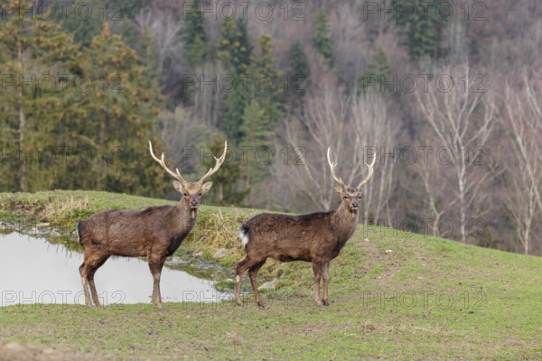 Two Japanese sika deer stags (Cervus nippon nippon) stand attentively in a meadow in hilly terrain and look at the photographer. A forest can be seen in the background