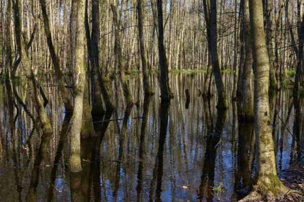 Alluvial forest reflection of trees in swampy forest water, alders, spring, nature reserve Rote Lache by Wolfgang, Wolfgang, Hanau, Hesse, Germany, Europe