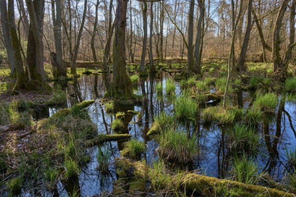 A quiet alluvial forest with moss-covered tree trunks and reflecting water in the morning light, spring, nature reserve Rote Lache by Wolfgang, Wolfgang, Hanau, Hesse, Germany, Europe