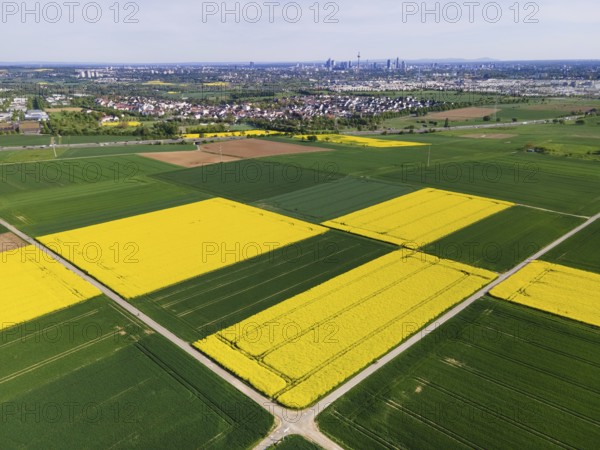 Behind blossoming rapeseed fields and the A5 motorway lie the Frankfurt districts of Kalbach and Riedberg. Behind them rise the skyscrapers of the banking skyline. (Aerial view with a drone), Frankfurt am Main, Hesse, Germany, Europe