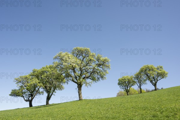 Flowering pear trees, fruit trees, Moststraße, Mostviertel, Lower Austria, Austria, Europe