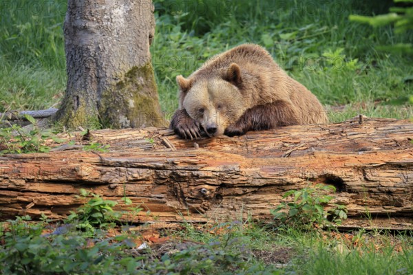 Eurasian brown bear (Ursus arctos arctos), half-grown young, resting, tree trunk, in summer, Bavarian Forest National Park, Germany, Europe