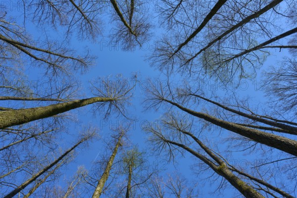 View upwards through tall, leafless alder trees in a forest against a clear blue sky, spring, nature reserve Rote Lache by Wolfgang, Wolfgang, Hanau, Hesse, Germany, Europe