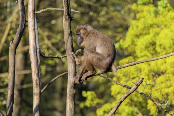 A female Drill (Mandrillus leucophaeus) sits high up in a tree and enjoys the early sunlight. A green forest can be seen in the background