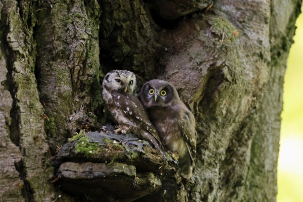 Great Horned Owl (Aegolius funereus), Great Horned Owl, adult, juvenile, on tree, on guard, watchful, in summer, Šumava, Czech Republic, Europe
