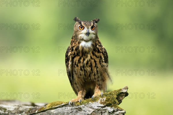 Eurasian Eagle-owl (Bubo bubo), adult, perch, vigilant, in summer, Wisdom, Šumava, Czech Republic, Europe