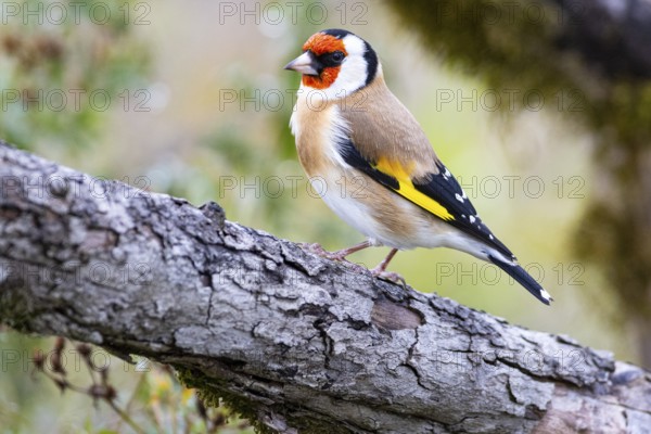 Goldfinch (Carduelis carduelis) Germany
