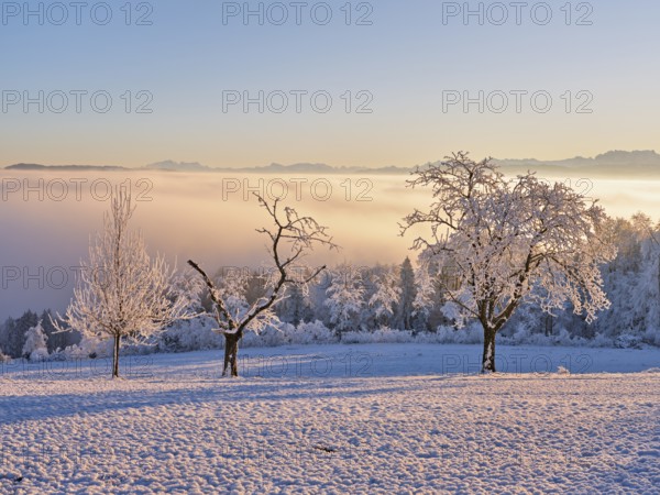 Trees in the rough in the light of the rising sun, behind the sea of fog over the Reuss valley, Beinwil, Freiamt, Horben, Canton Aargau, Switzerland, Europe