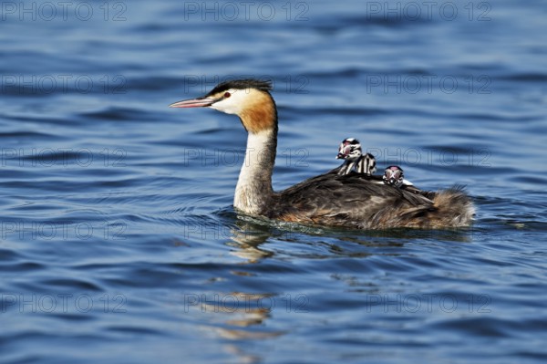 Great Crested Grebe (Podiceps Scalloped ribbonfish), with three chicks in plumage swimming in the water, Lake Zug, Canton Zug, Switzerland, Europe