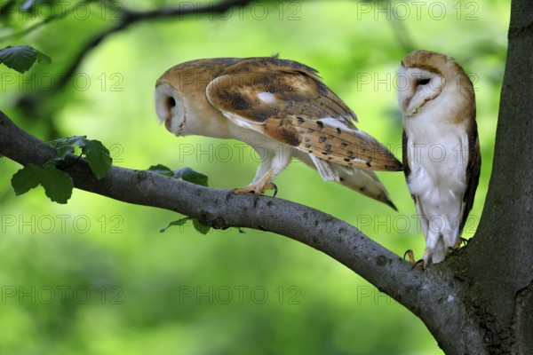 Barn owl (Tyto alba), adult, pair, vigilant, on tree, in summer, Šumava, Czech Republic, Europe
