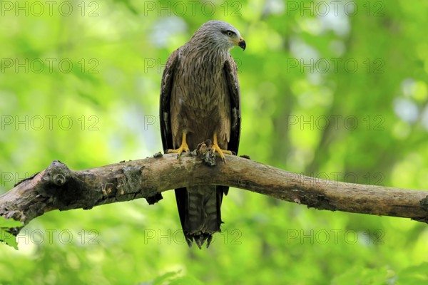 Black Kite (Milvus migrans), adult, alert, perch, Šumava, Czech Republic, Europe