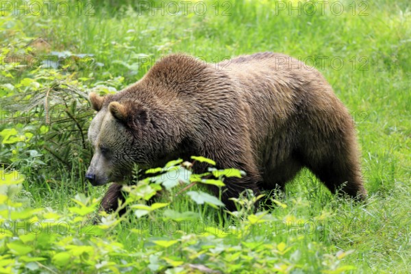 Eurasian brown bear (Ursus arctos arctos), half-grown young, alert, meadow, in summer, running, Bavarian Forest National Park, Germany, Europe