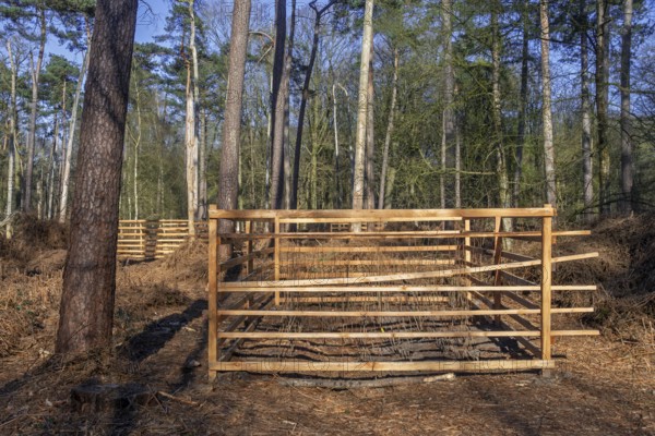 Wooden lattice called reeblock, roe deer block, fence for game browsing protection of young trees in coniferous forest in Belgium