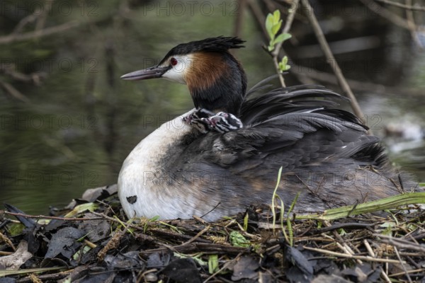 Great Crested Grebe (Podiceps Scalloped ribbonfish) with juveniles, Emsland, Lower Saxony, Germany, Europe