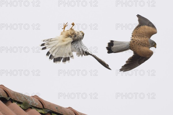 Aerial fight of two male kestrels (Falco tinnunculus) over a tiled roof, territorial dispute, Hesse, Germany, Europe