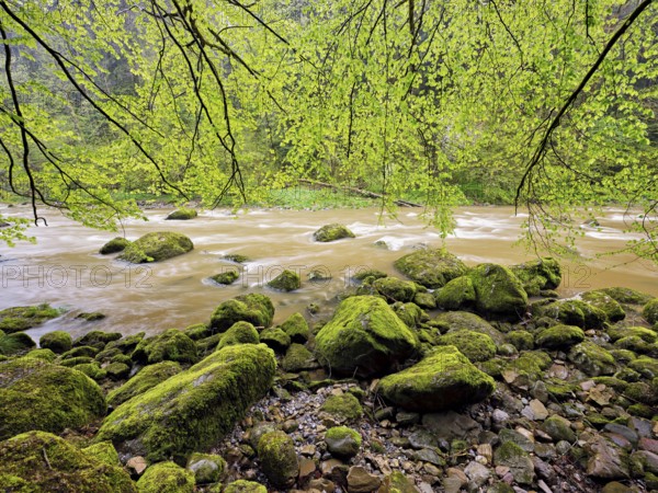 European beech trees shedding leaves, in the foreground moss-covered stones on the river Sihl, Sihlsprung, Menzingen, Canton Zug, Switzerland, Europe